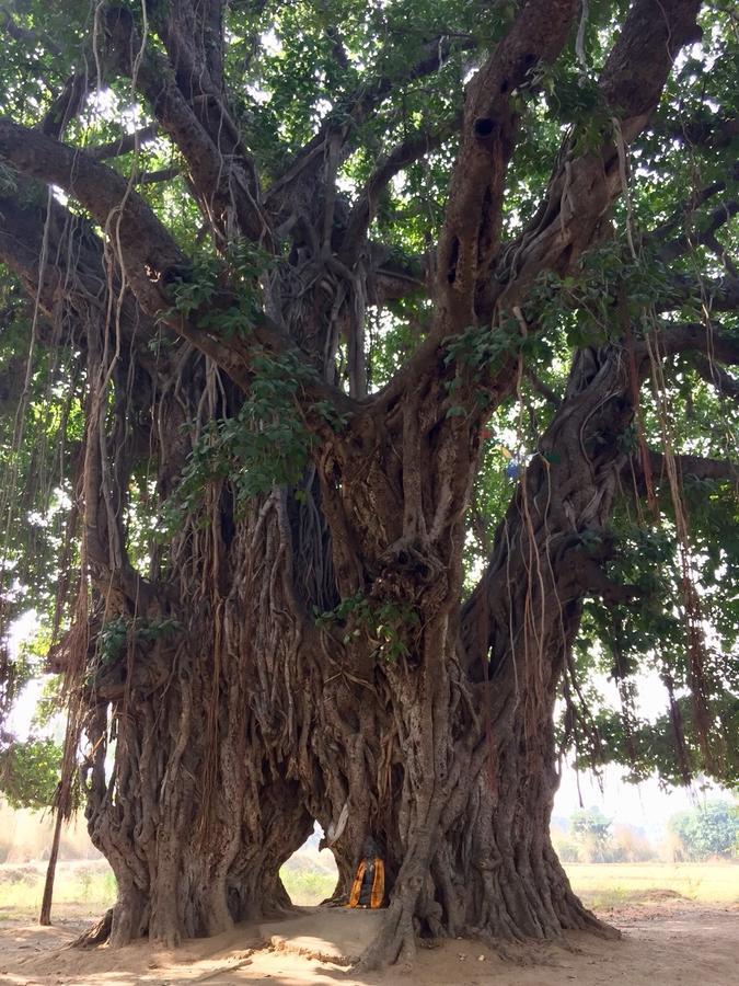 Sachi Home Bodh Gaya Ngoại thất bức ảnh